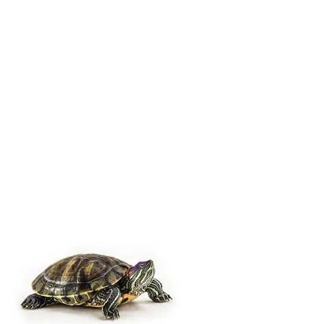 Happy Hour - Ninja Turtle
